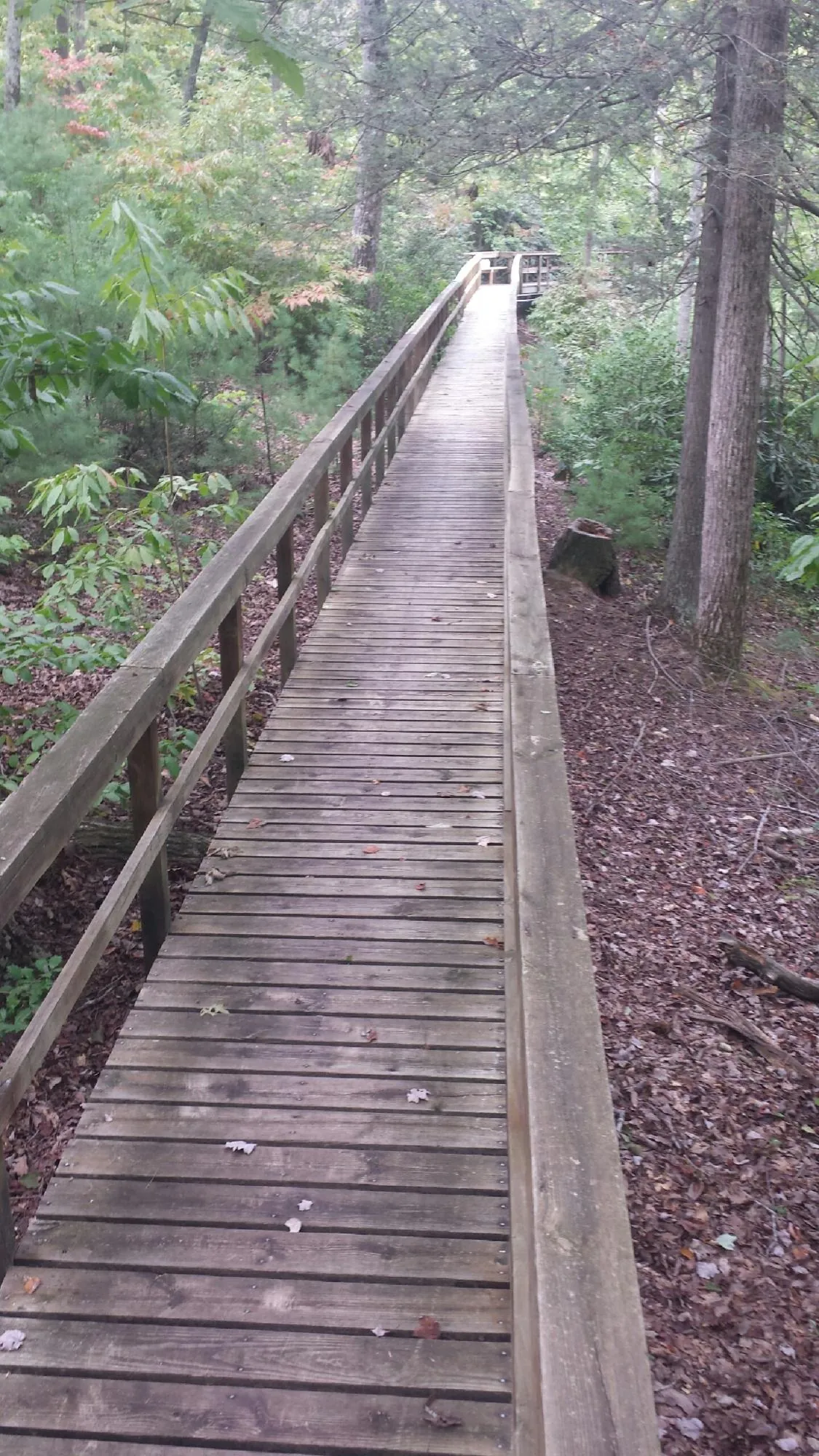Long wood walkway with handrails built through the woods in Beverly Shores